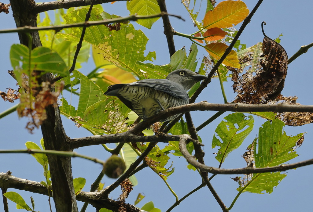 Bar-bellied Cuckooshrike — Borneo wildlife, book, free download, jungle tour, bird, bird tour