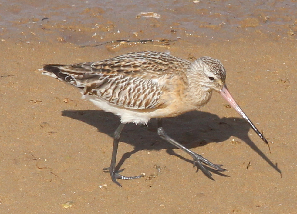 Bar-tailed Godwit — Borneo wildlife, book, free download, jungle tour, bird, bird tour