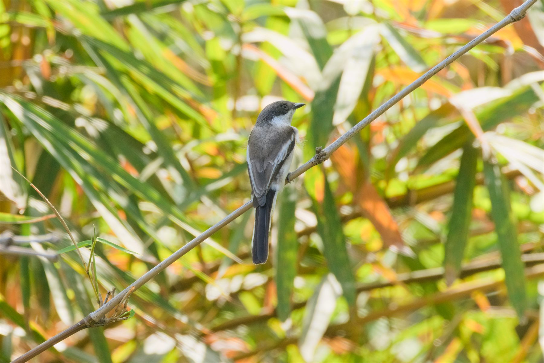 Bar-winged Flycatcher-shrike — Borneo wildlife, book, free download, jungle tour, bird, bird tour