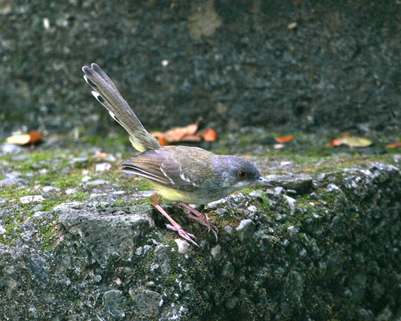 Bar-winged Prinia — Borneo wildlife, book, free download, jungle tour, bird, bird tour