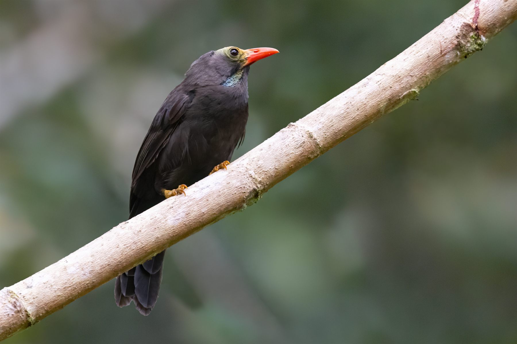 Bare-headed Laughingthrush — Borneo wildlife, book, free download, jungle tour, bird, bird tour
