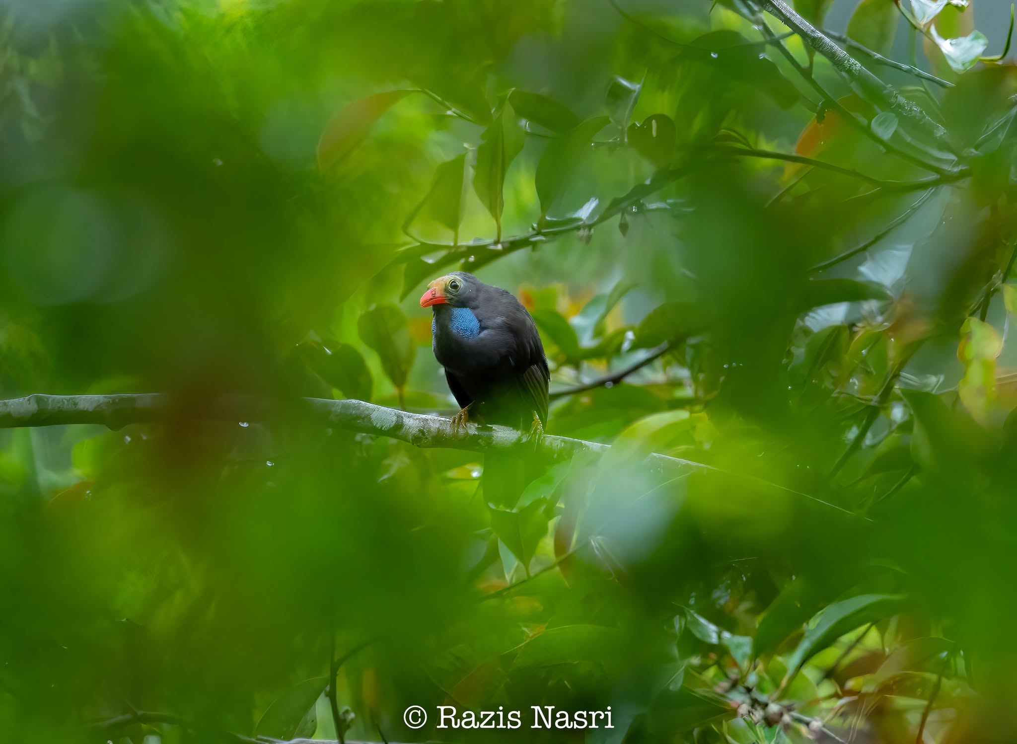 Bare-headed Laughingthrush — Borneo wildlife, book, free download, jungle tour, bird, bird tour