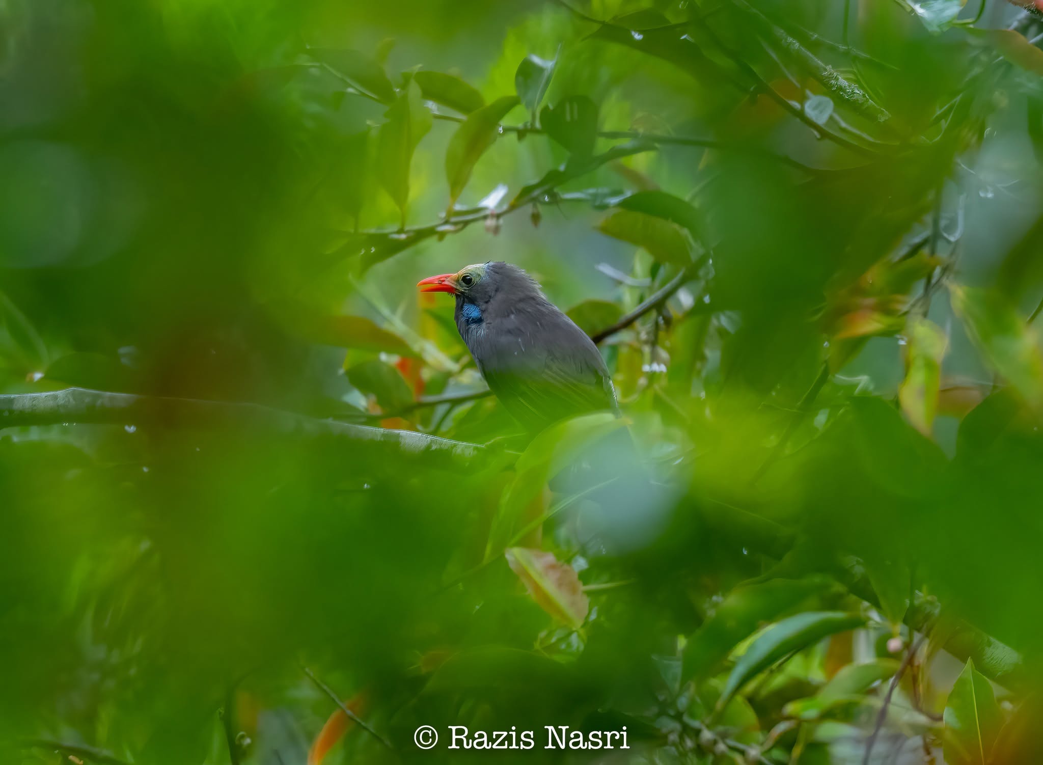 Bare-headed Laughingthrush — Borneo wildlife, book, free download, jungle tour, bird, bird tour