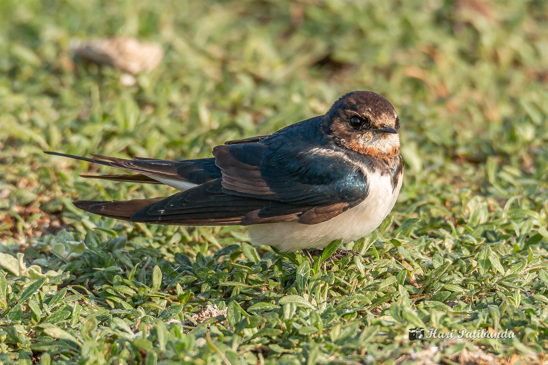 Barn Swallow — Borneo wildlife, book, free download, jungle tour, bird, bird tour