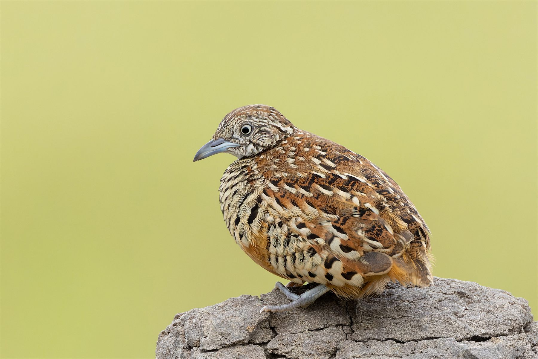 Barred Buttonquail — Borneo wildlife, book, free download, jungle tour, bird, bird tour