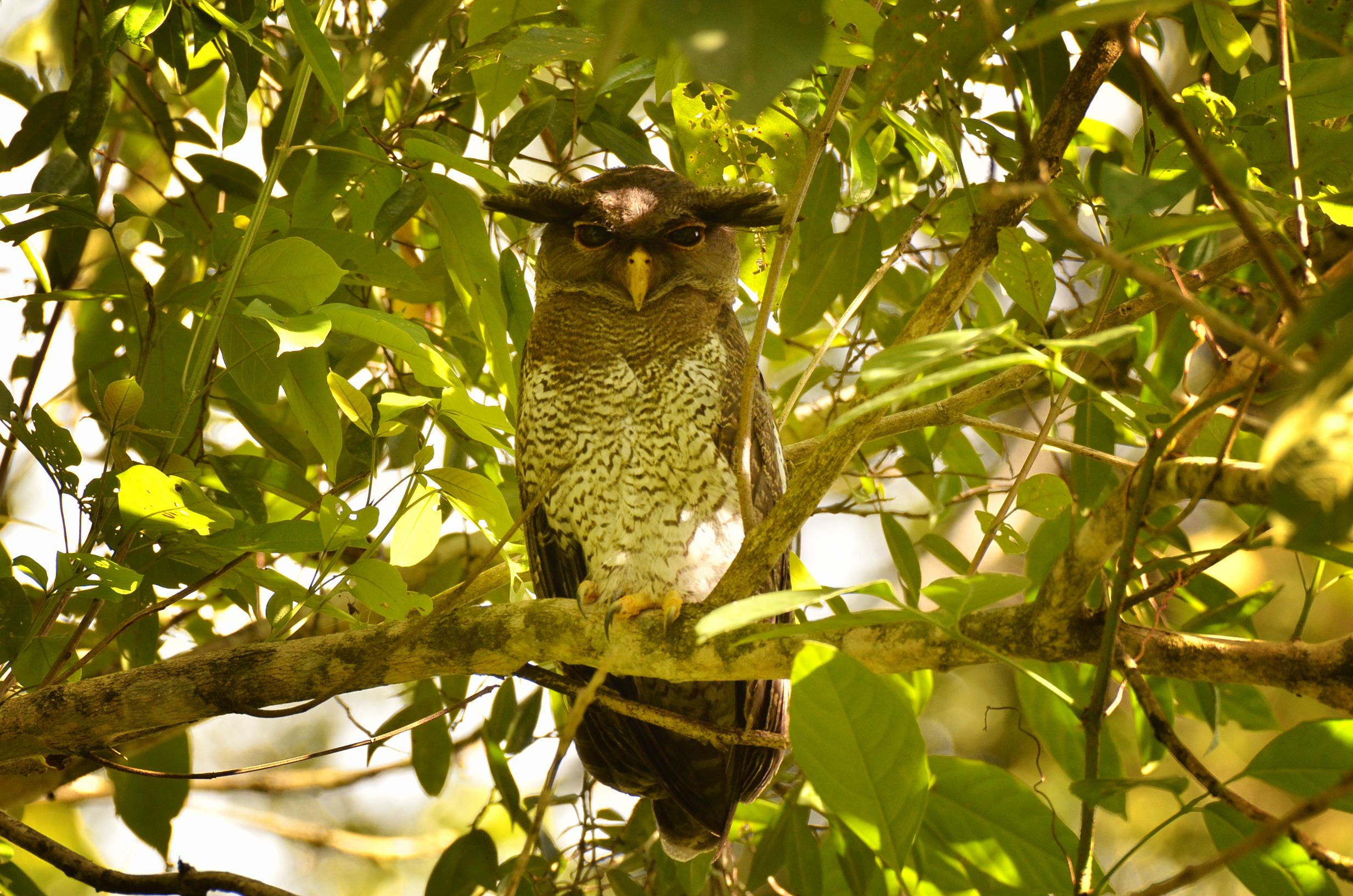 Barred Eagle-Owl — Borneo wildlife, book, free download, jungle tour, bird, bird tour
