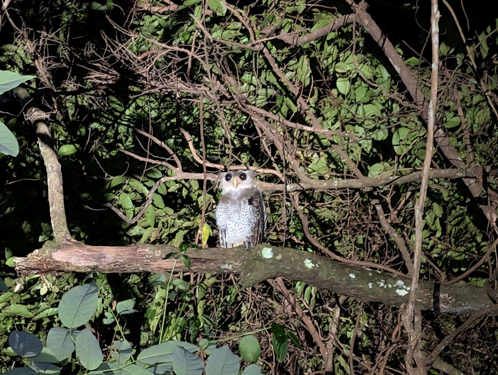Barred Eagle-Owl — Borneo wildlife, book, free download, jungle tour, bird, bird tour