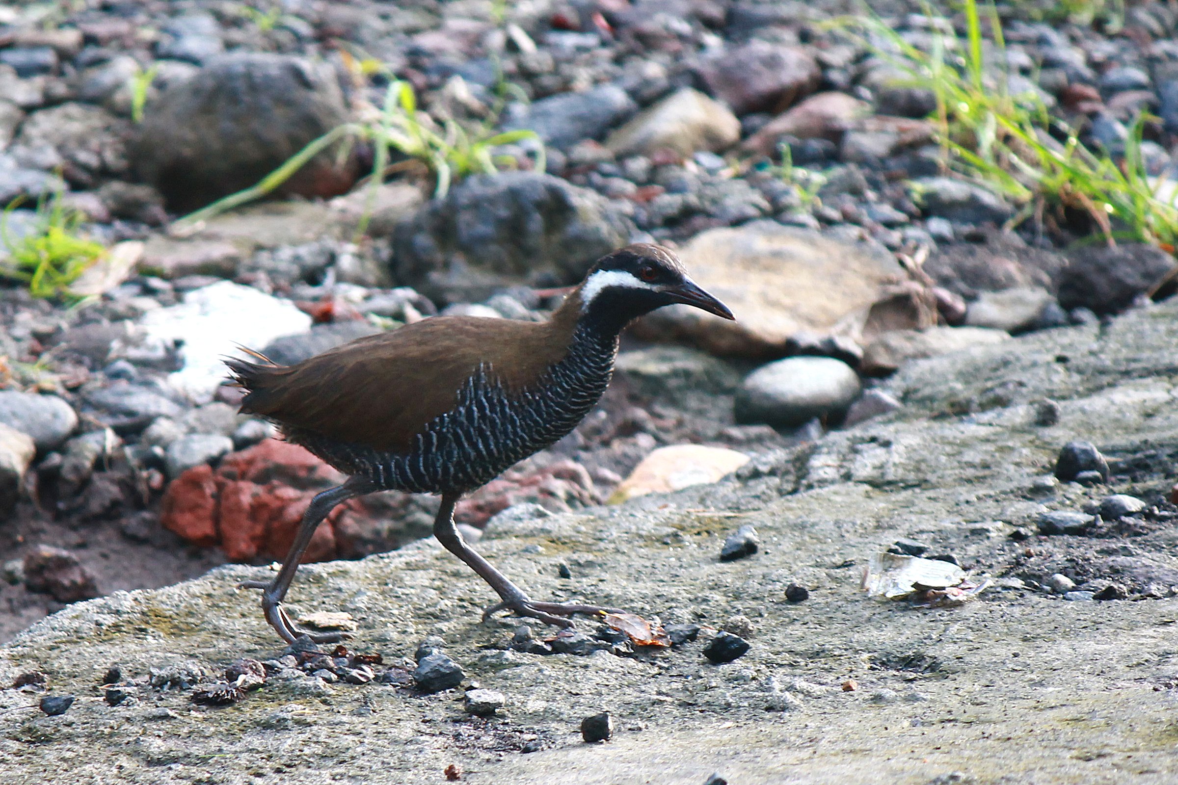 Barred Rail — Borneo wildlife, book, free download, jungle tour, bird, bird tour