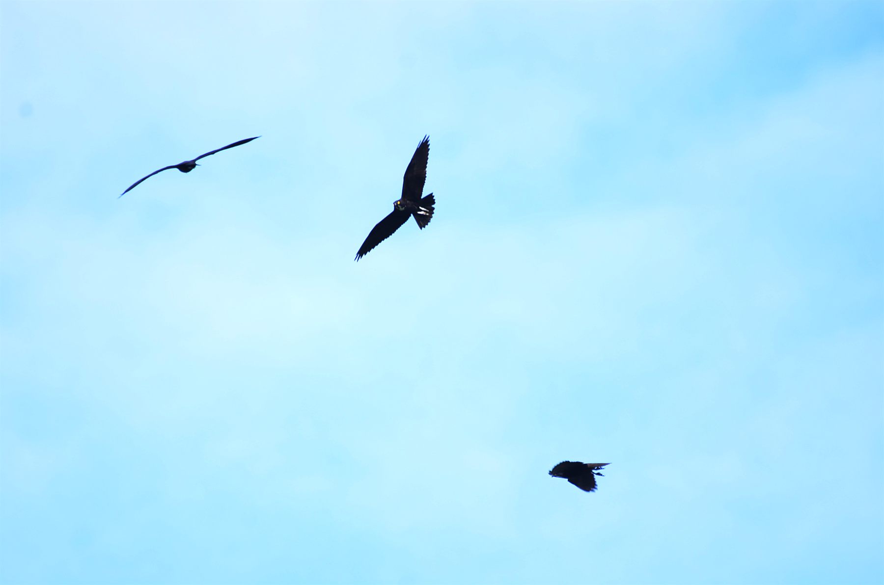 Bat Hawk — Borneo wildlife, book, free download, jungle tour, bird, bird tour