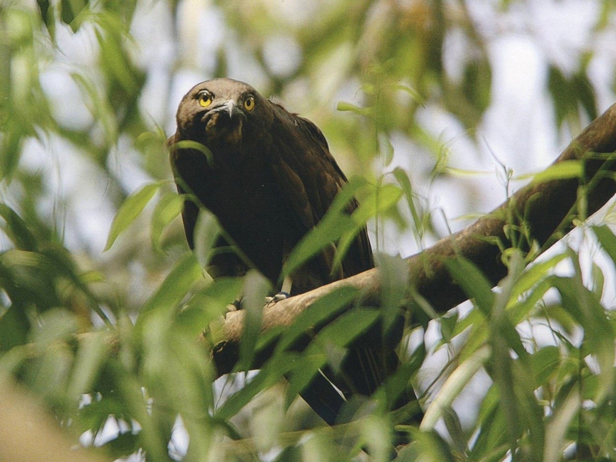 Bat Hawk — Borneo wildlife, book, free download, jungle tour, bird, bird tour