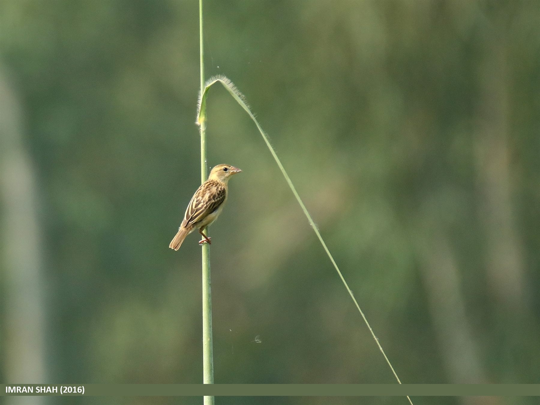 Baya Weaver — Borneo wildlife, book, free download, jungle tour, bird, bird tour