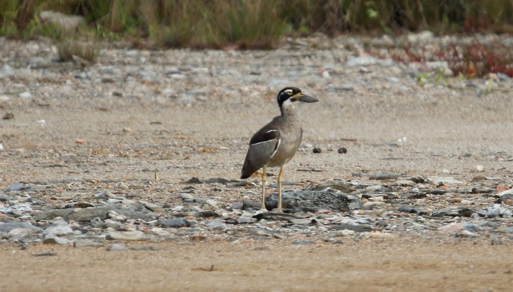Beach Thick-knee — Borneo wildlife, book, free download, jungle tour, bird, bird tour