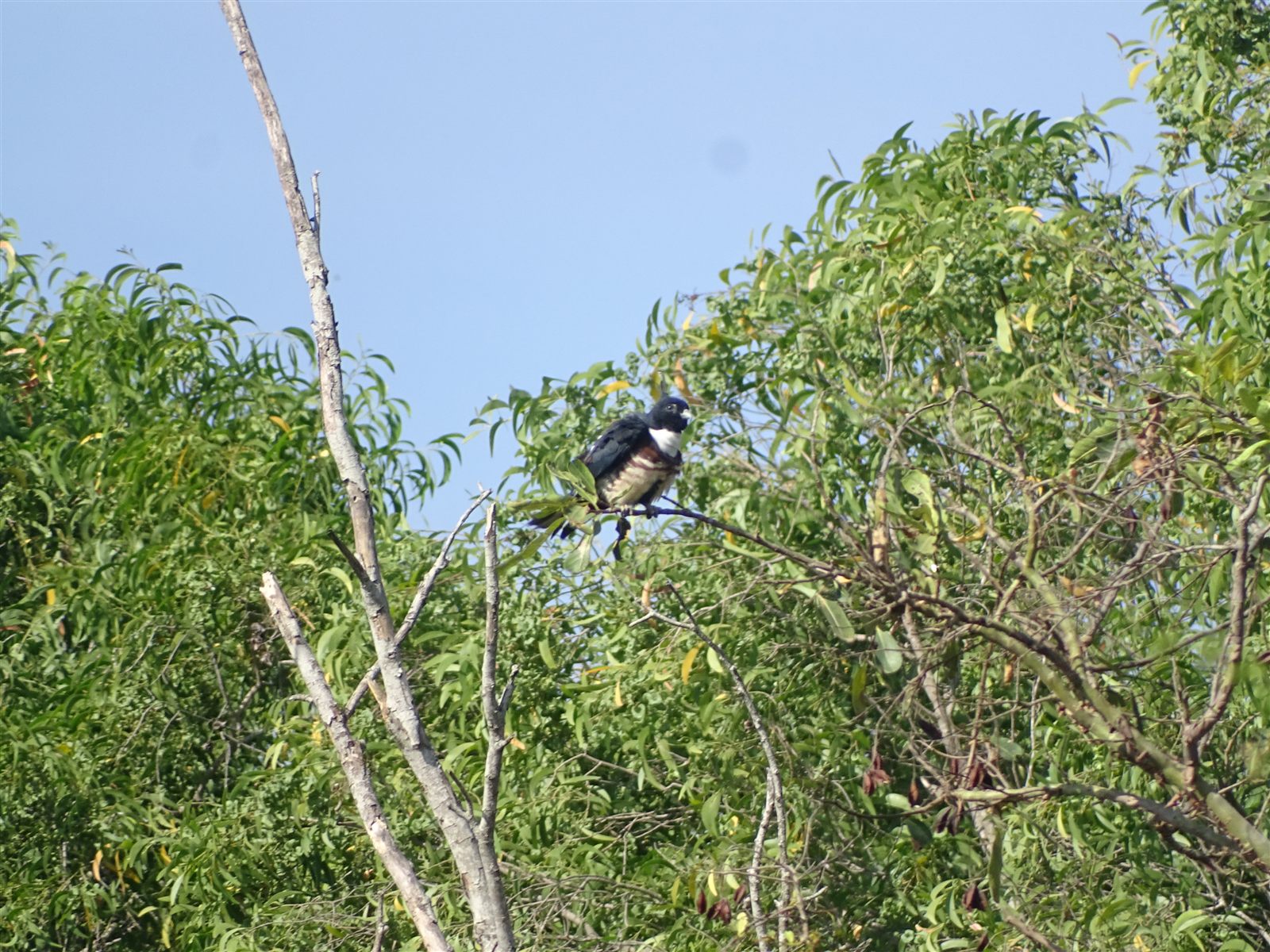 Black Baza — Borneo wildlife, book, free download, jungle tour, bird, bird tour