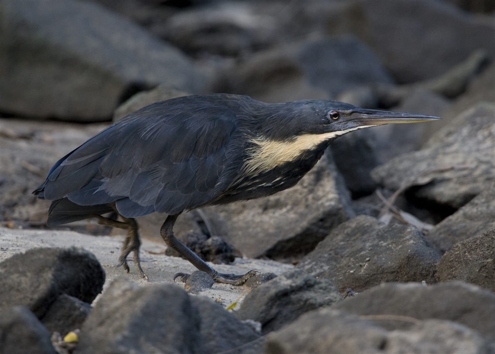 Black Bittern — Borneo wildlife, book, free download, jungle tour, bird, bird tour