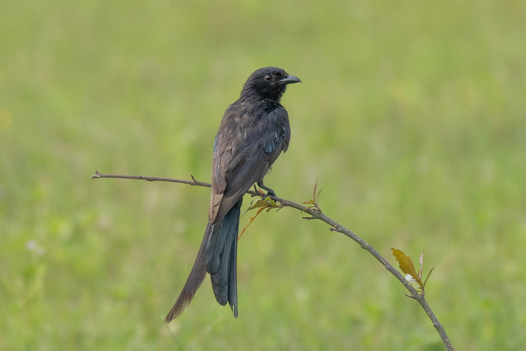 Black Drongo — Borneo wildlife, book, free download, jungle tour, bird, bird tour