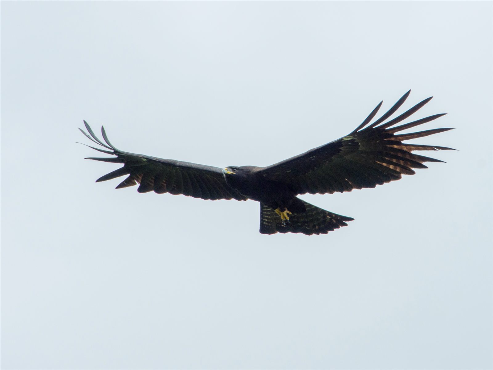 Black Eagle — Borneo wildlife, book, free download, jungle tour, bird, bird tour