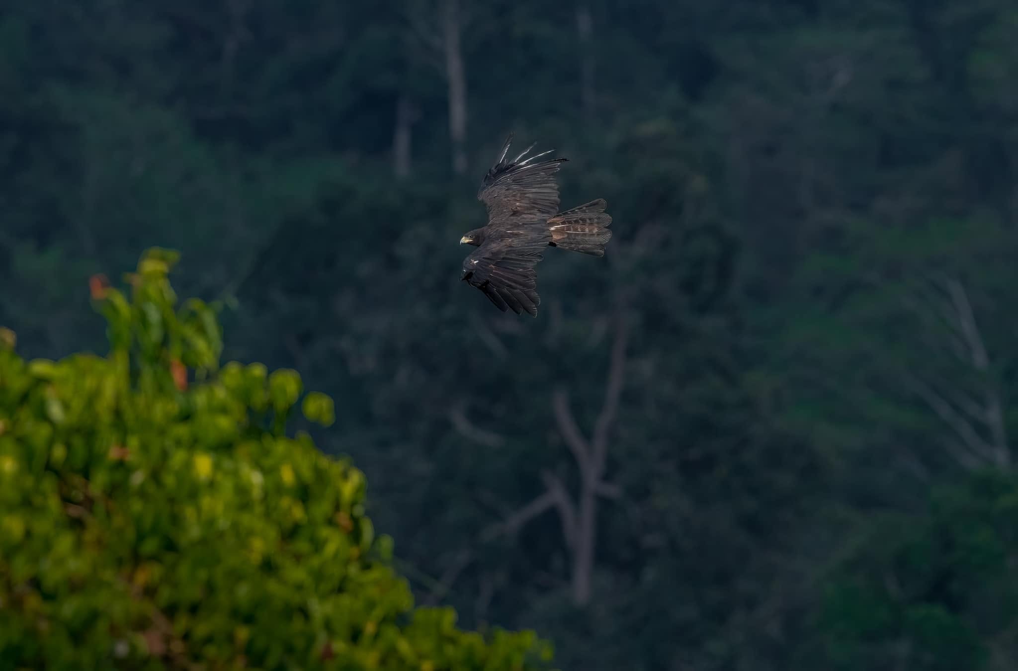 Black Eagle — Borneo wildlife, book, free download, jungle tour, bird, bird tour