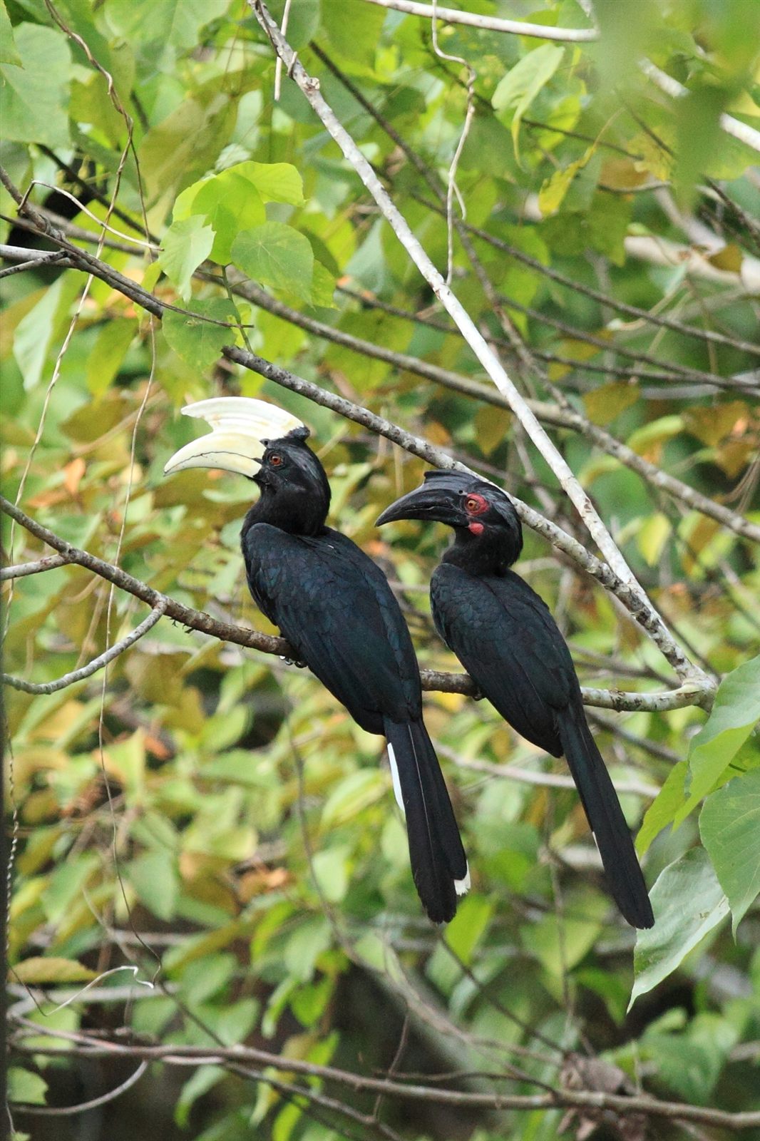 Black Hornbill — Borneo wildlife, book, free download, jungle tour, bird, bird tour