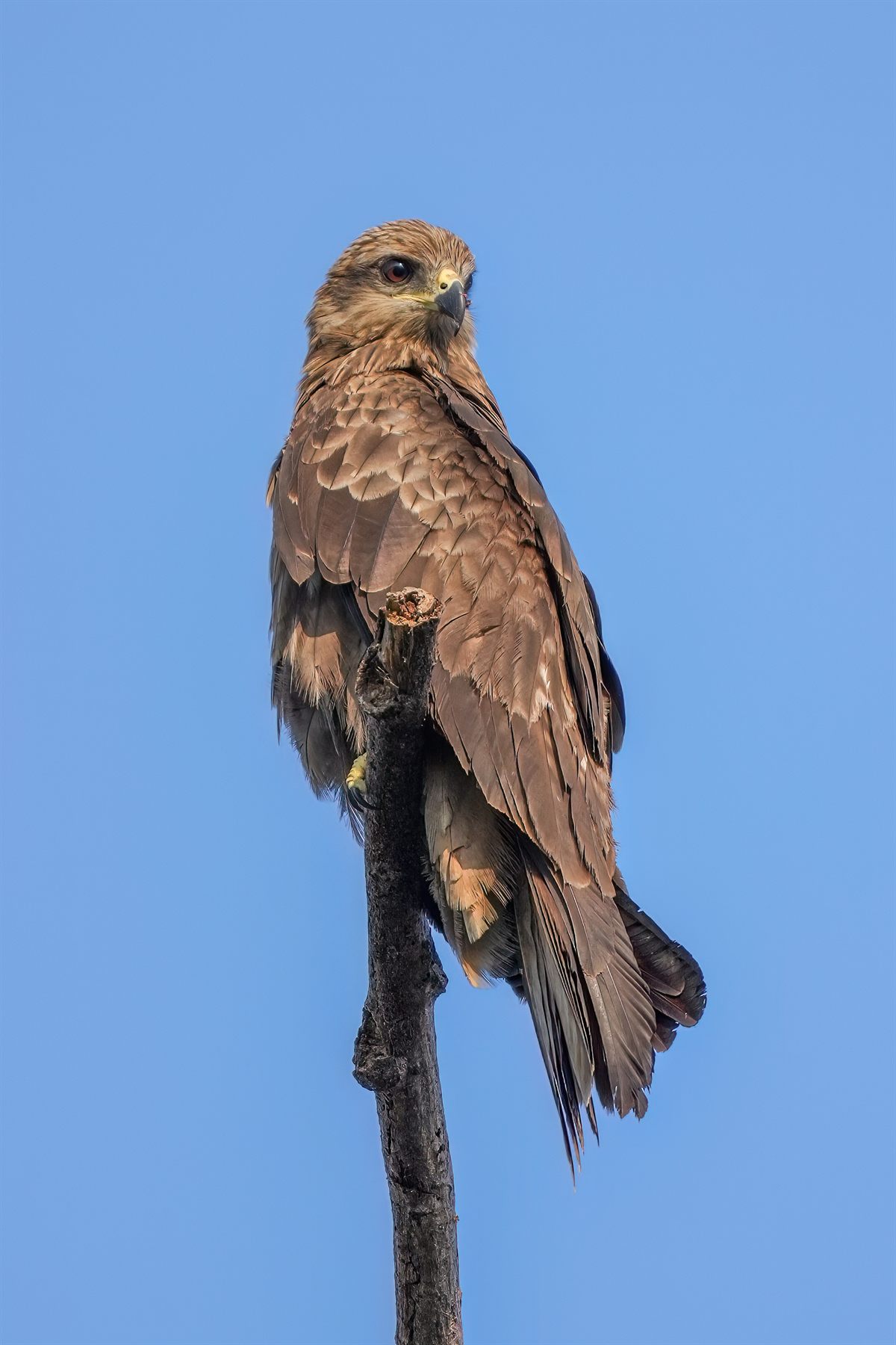 Black Kite — Borneo wildlife, book, free download, jungle tour, bird, bird tour