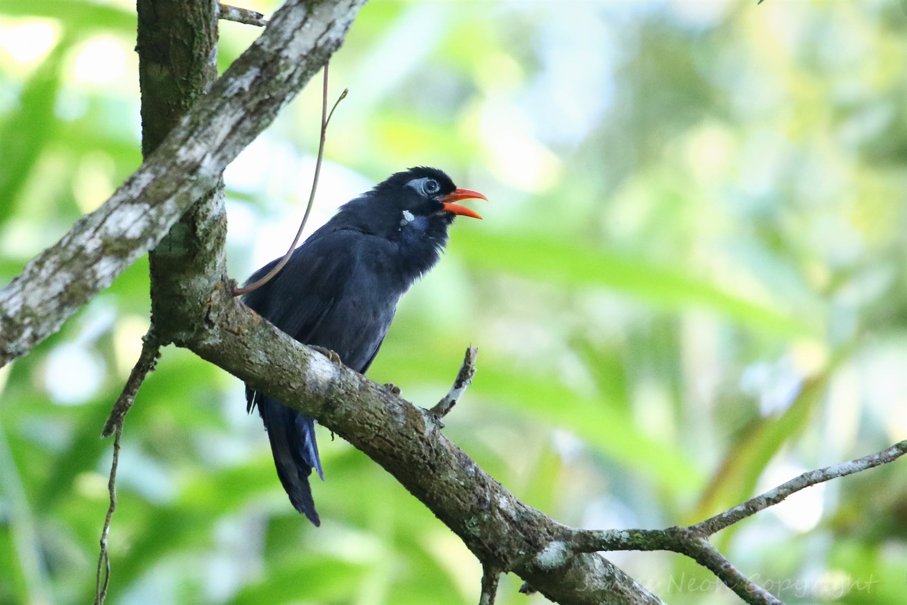 Black Laughingthrush — Borneo wildlife, book, free download, jungle tour, bird, bird tour