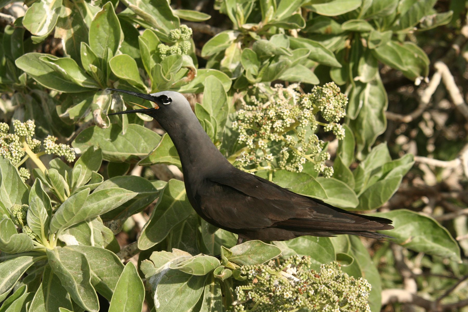 Black Noddy — Borneo wildlife, book, free download, jungle tour, bird, bird tour