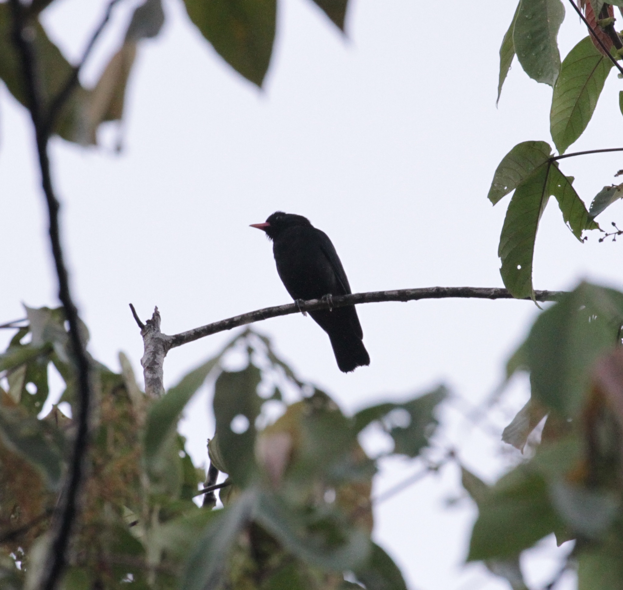 Black Oriole — Borneo wildlife, book, free download, jungle tour, bird, bird tour