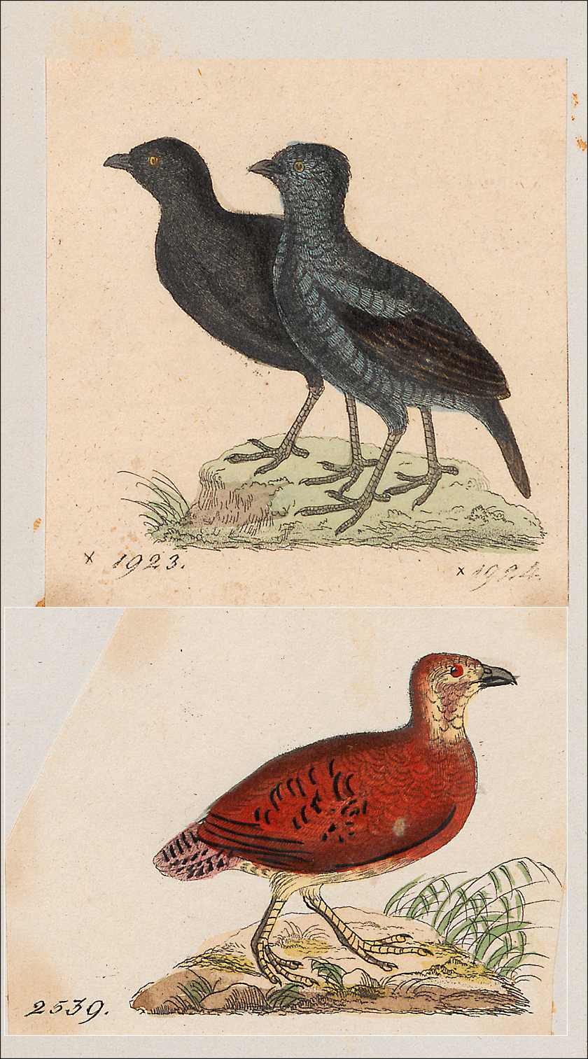 Black Partridge — Borneo wildlife, book, free download, jungle tour, bird, bird tour