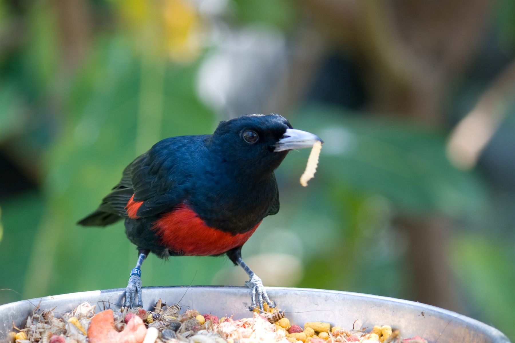 Black-and-crimson Oriole — Borneo wildlife, book, free download, jungle tour, bird, bird tour