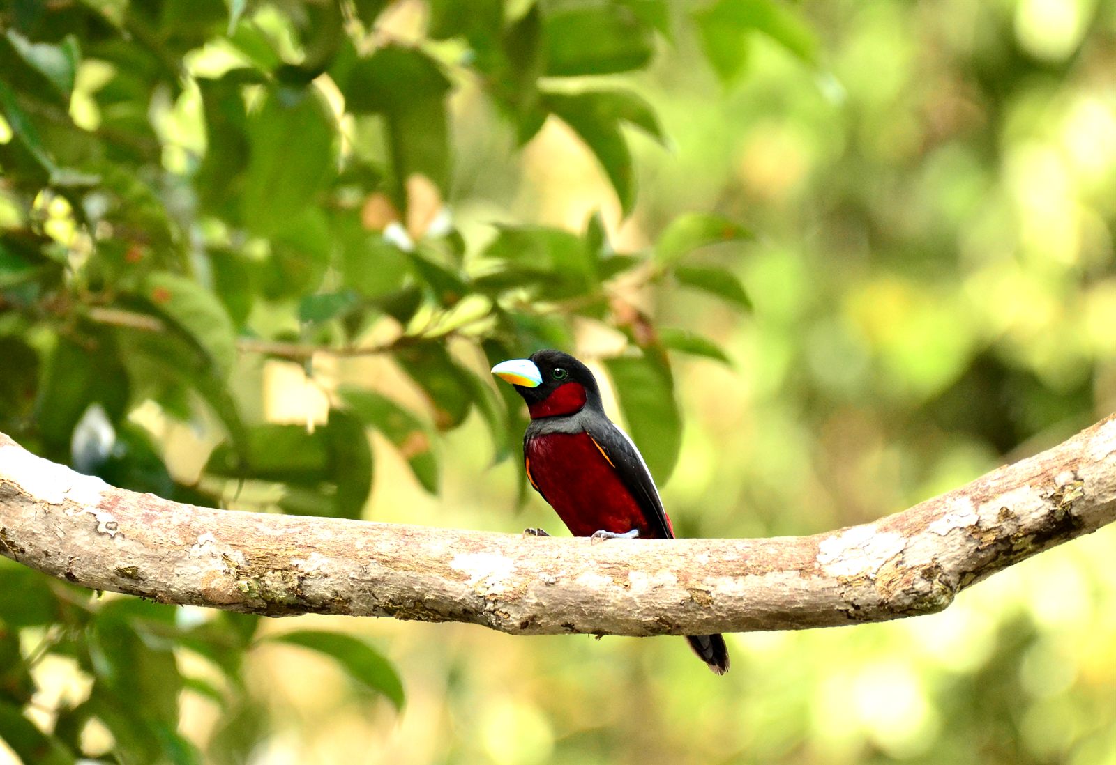 Black-and-red Broadbill — Borneo wildlife, book, free download, jungle tour, bird, bird tour