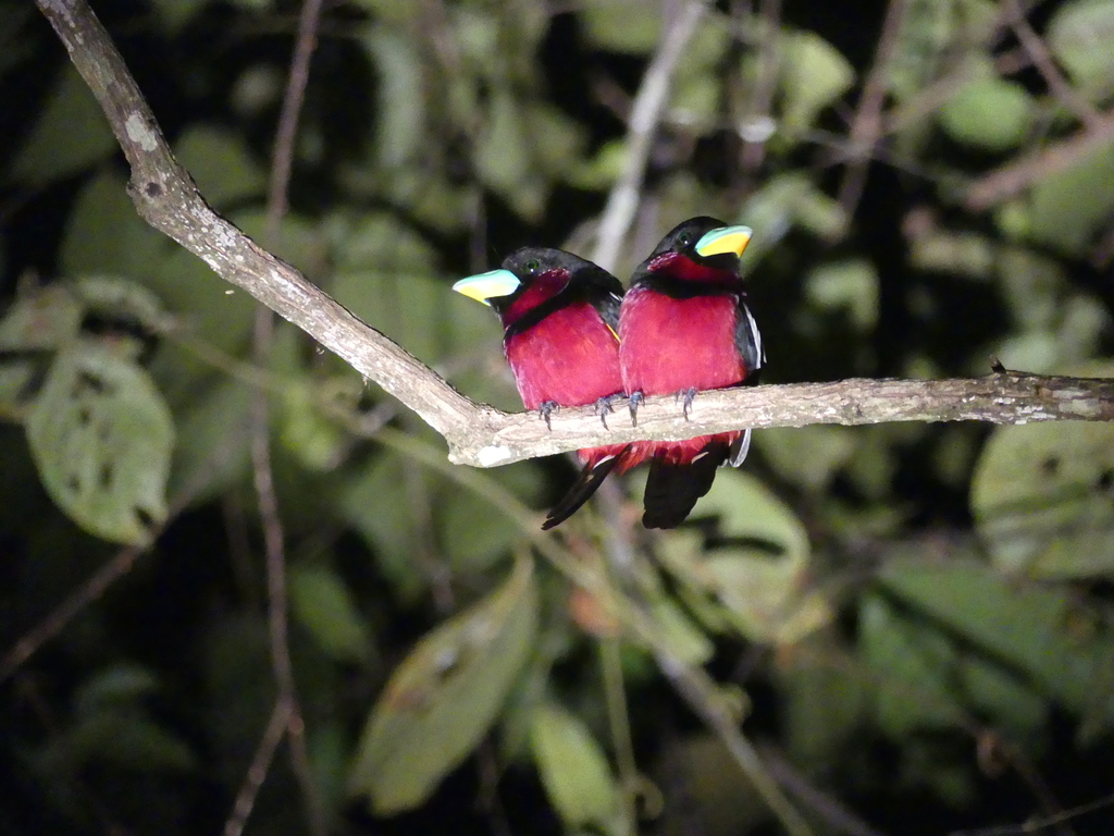 Black-and-red Broadbill — Borneo wildlife, book, free download, jungle tour, bird, bird tour