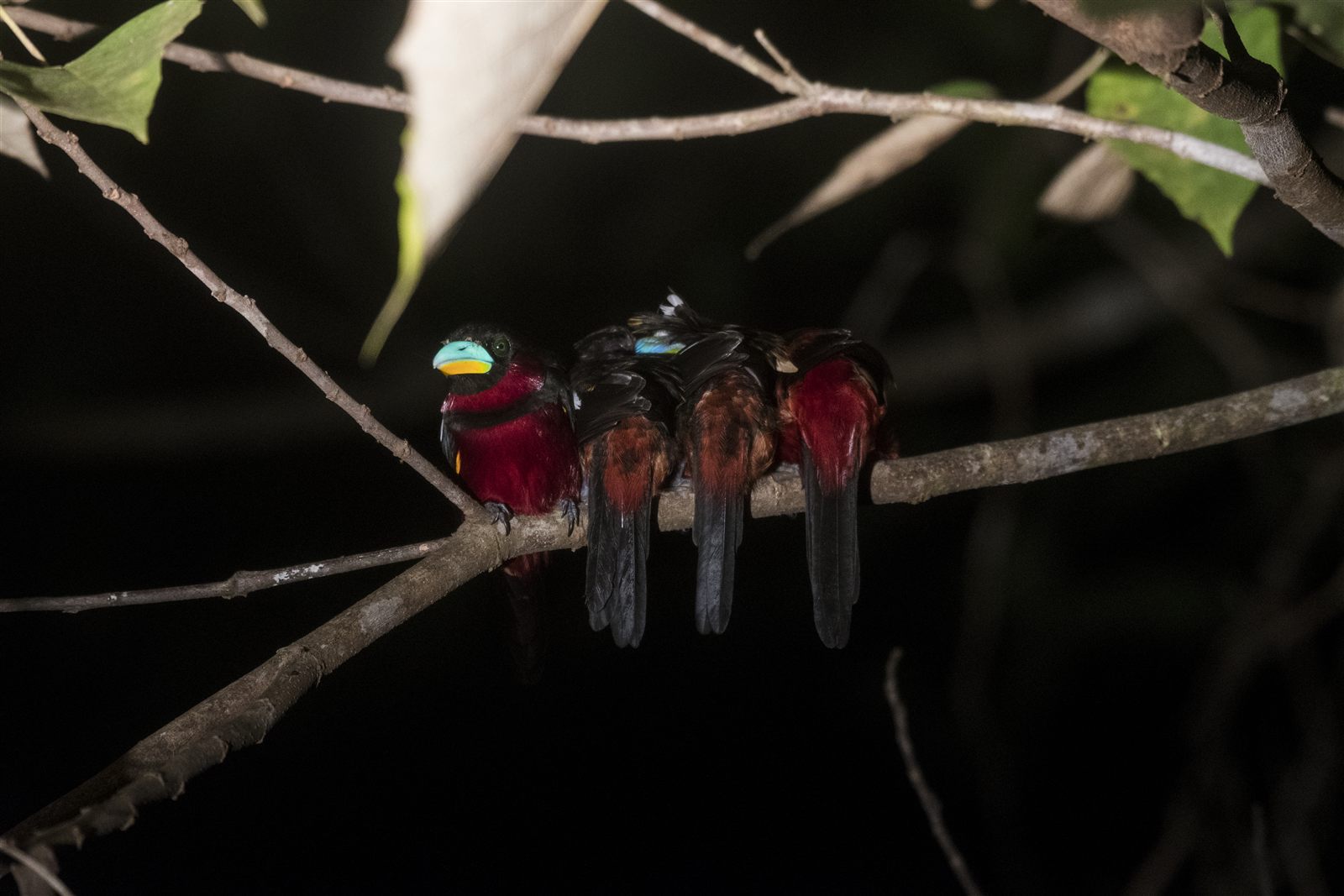 Black-and-red Broadbill — Borneo wildlife, book, free download, jungle tour, bird, bird tour