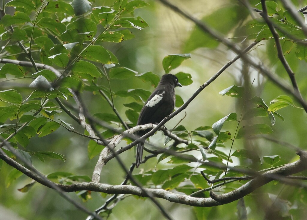 Black-and-white Bulbul — Borneo wildlife, book, free download, jungle tour, bird, bird tour