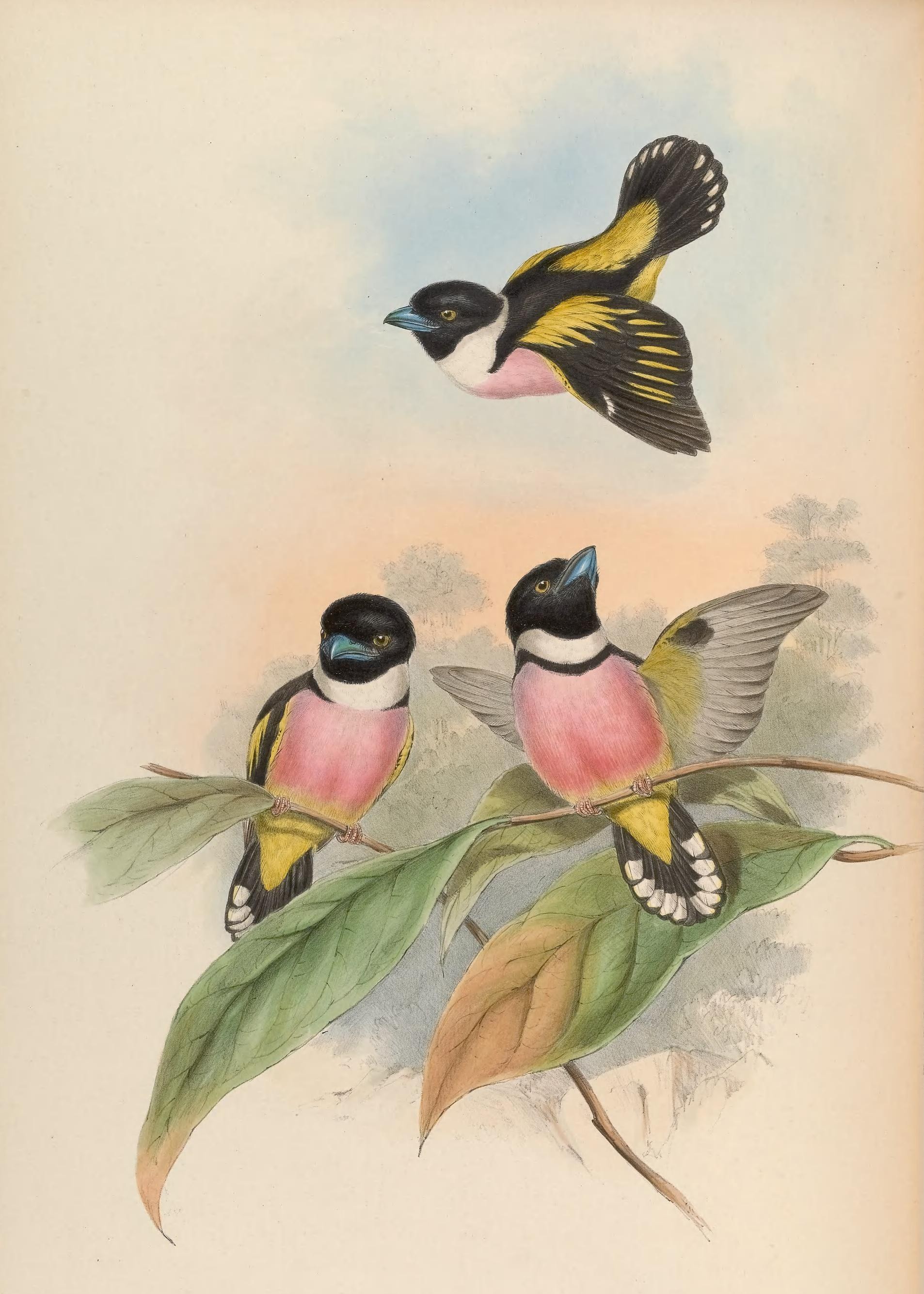 Black-and-yellow Broadbill — Borneo wildlife, book, free download, jungle tour, bird, bird tour