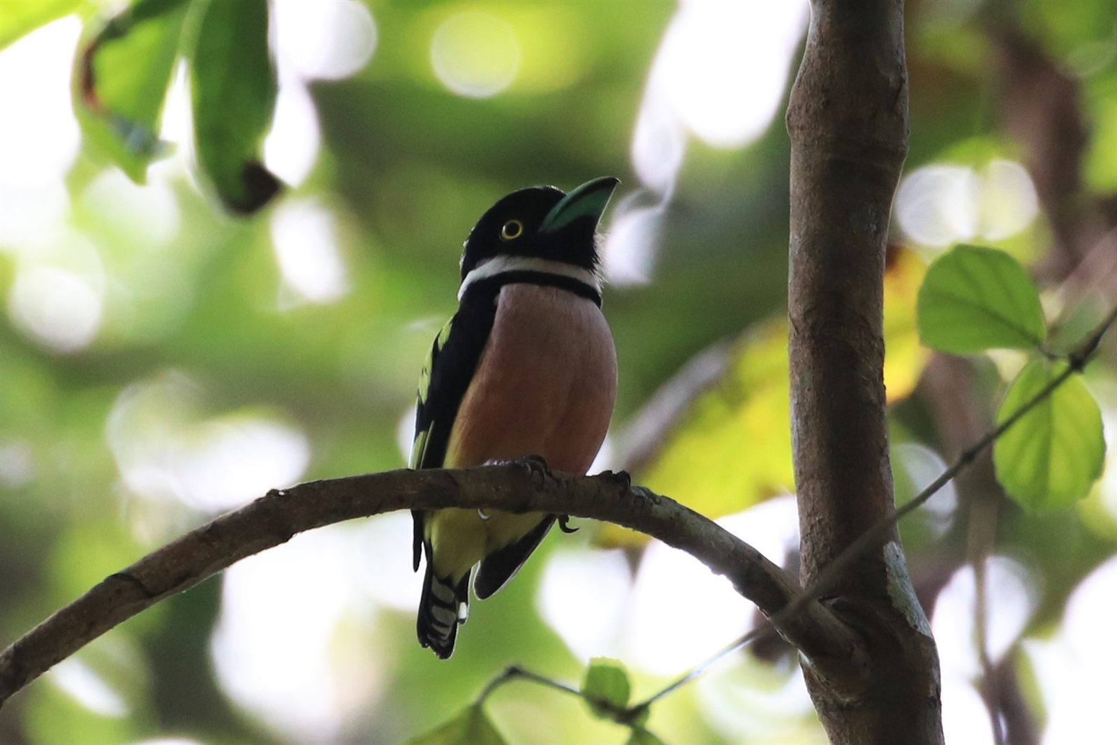 Black-and-yellow Broadbill — Borneo wildlife, book, free download, jungle tour, bird, bird tour