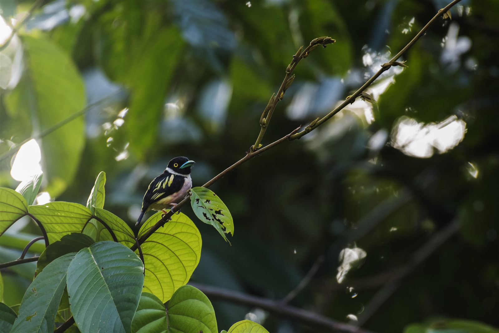 Black-and-yellow Broadbill — Borneo wildlife, book, free download, jungle tour, bird, bird tour