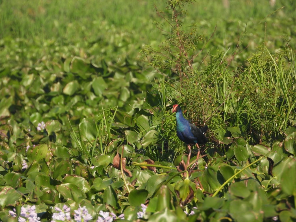 Black-backed Swamphen — Borneo wildlife, book, free download, jungle tour, bird, bird tour