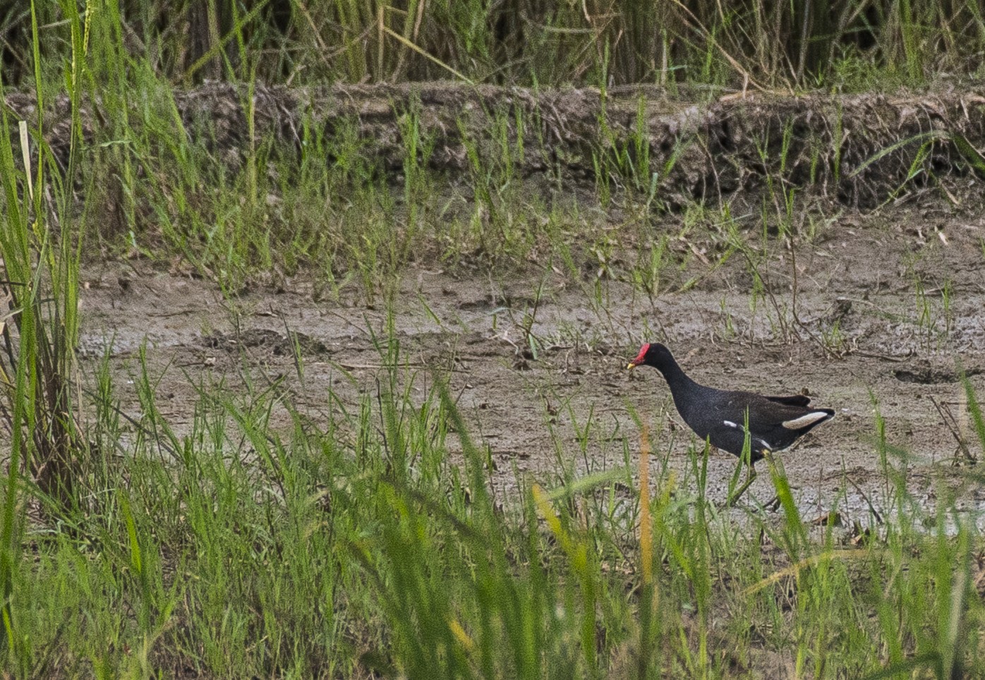 Black-backed Swamphen — Borneo wildlife, book, free download, jungle tour, bird, bird tour