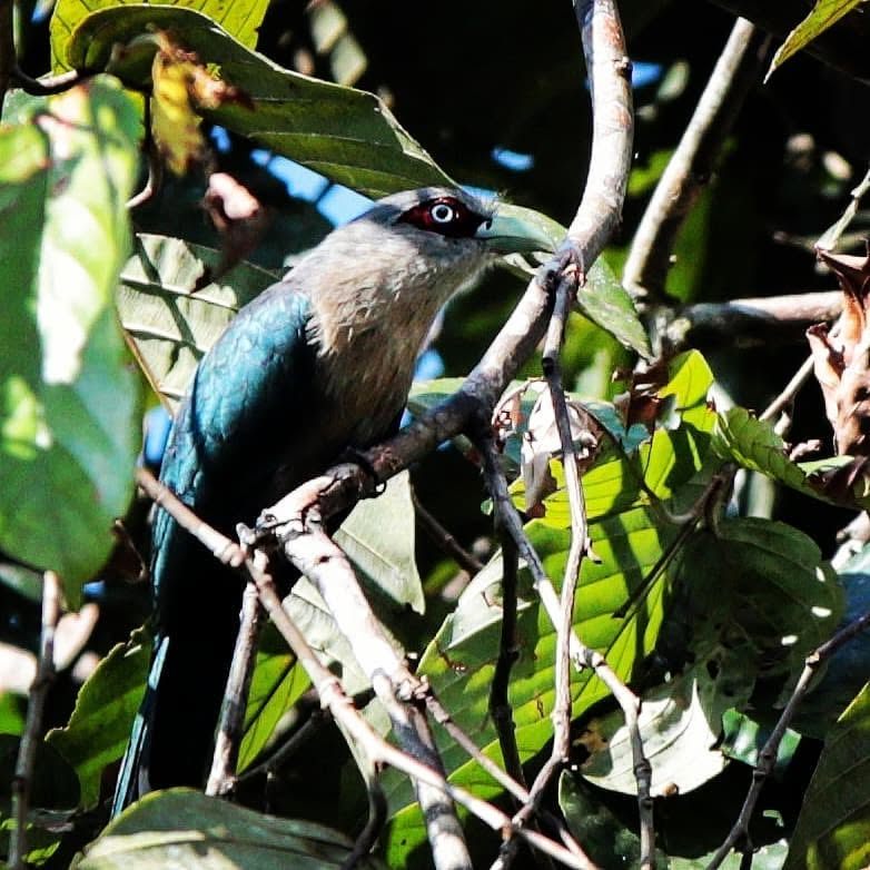 Black-bellied Malkoha — Borneo wildlife, book, free download, jungle tour, bird, bird tour