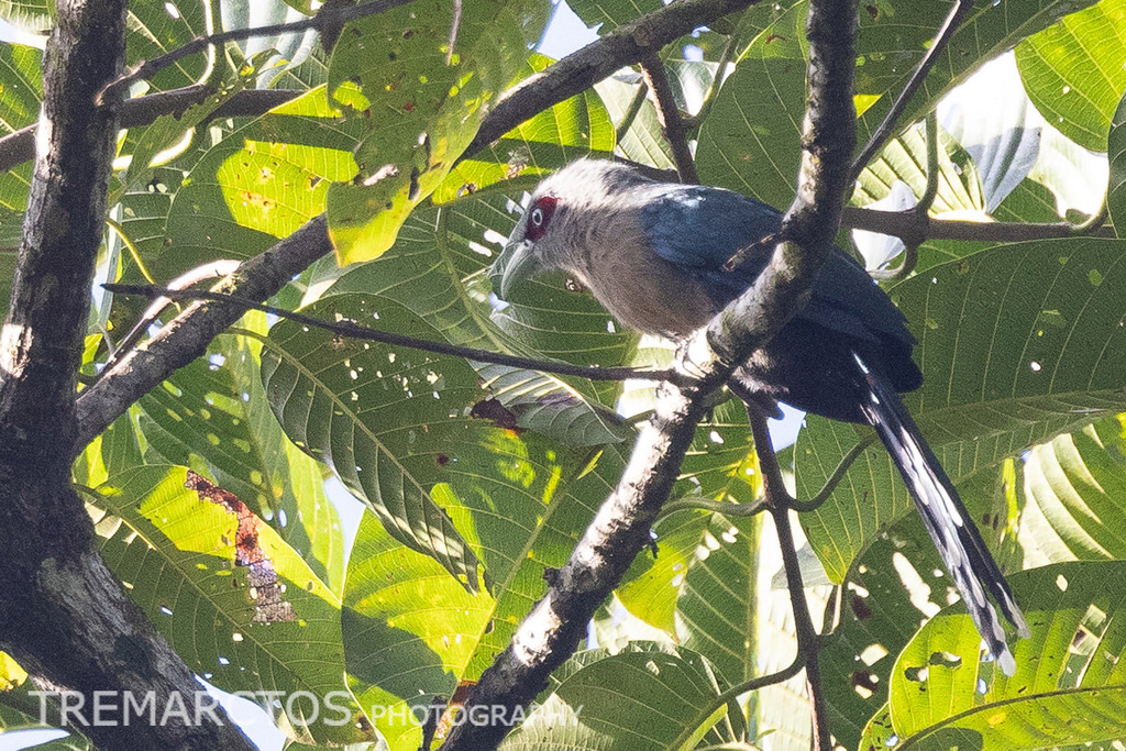 Black-bellied Malkoha — Borneo wildlife, book, free download, jungle tour, bird, bird tour