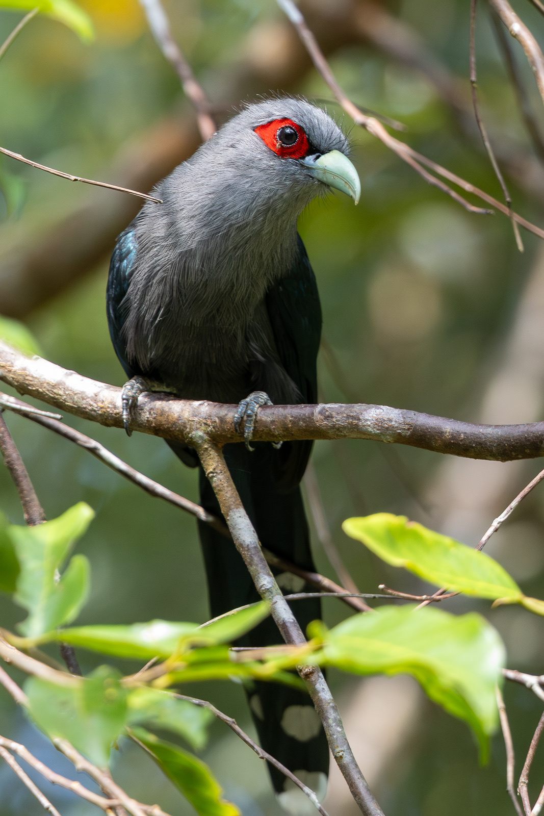 Black-bellied Malkoha — Borneo wildlife, book, free download, jungle tour, bird, bird tour