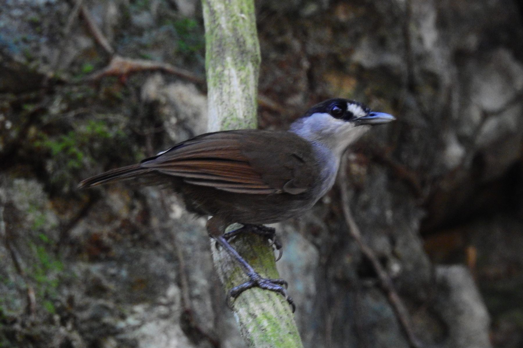 Black-browed Babbler — Borneo wildlife, book, free download, jungle tour, bird, bird tour