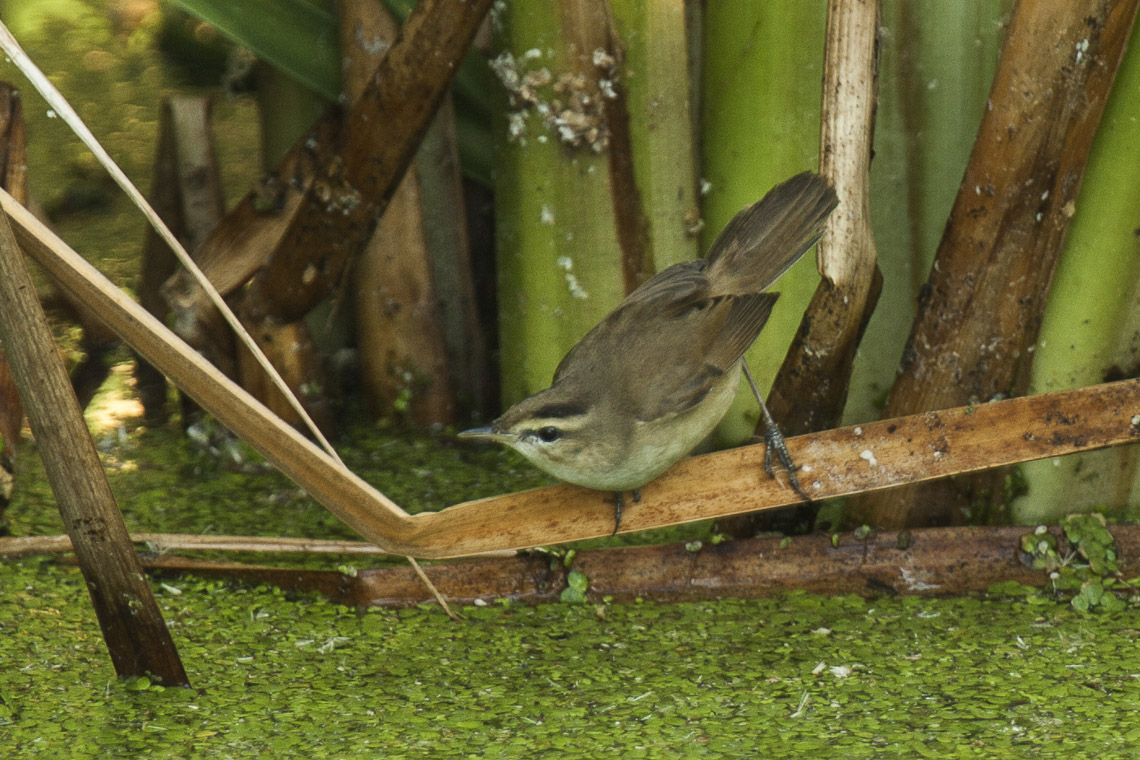 Black-browed Reed Warbler — Borneo wildlife, book, free download, jungle tour, bird, bird tour