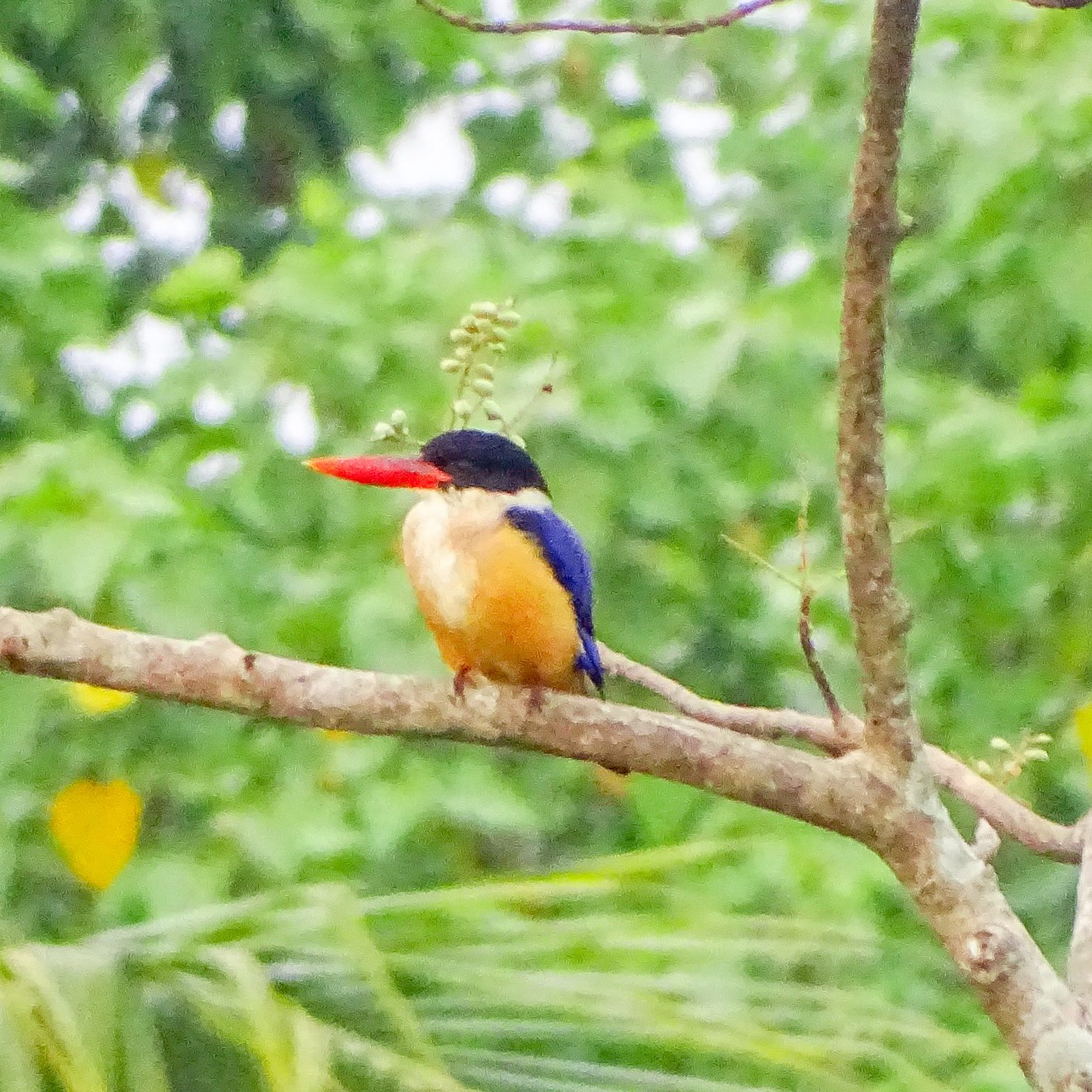 Black-capped Kingfisher — Borneo wildlife, book, free download, jungle tour, bird, bird tour