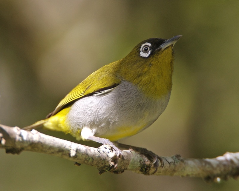 Black-capped White-eye — Borneo wildlife, book, free download, jungle tour, bird, bird tour