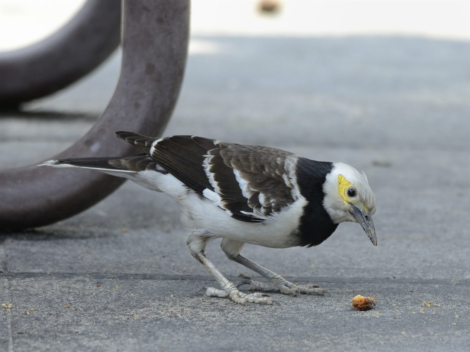 Black-collared Starling — Borneo wildlife, book, free download, jungle tour, bird, bird tour