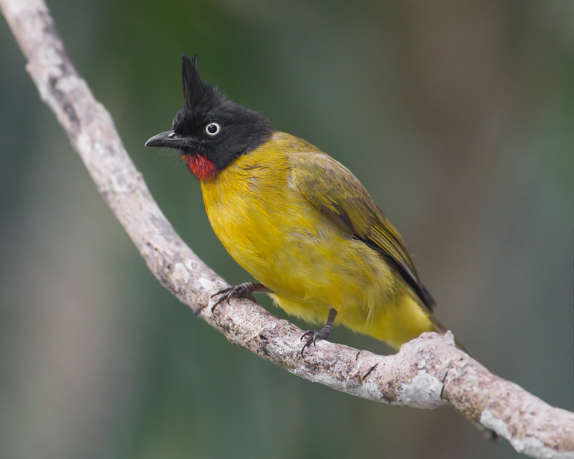 Black-crested Bulbul — Borneo wildlife, book, free download, jungle tour, bird, bird tour