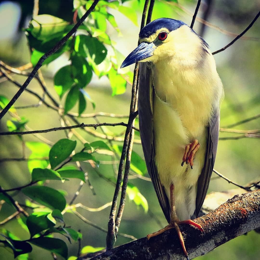 Black-crowned Night Heron — Borneo wildlife, book, free download, jungle tour, bird, bird tour