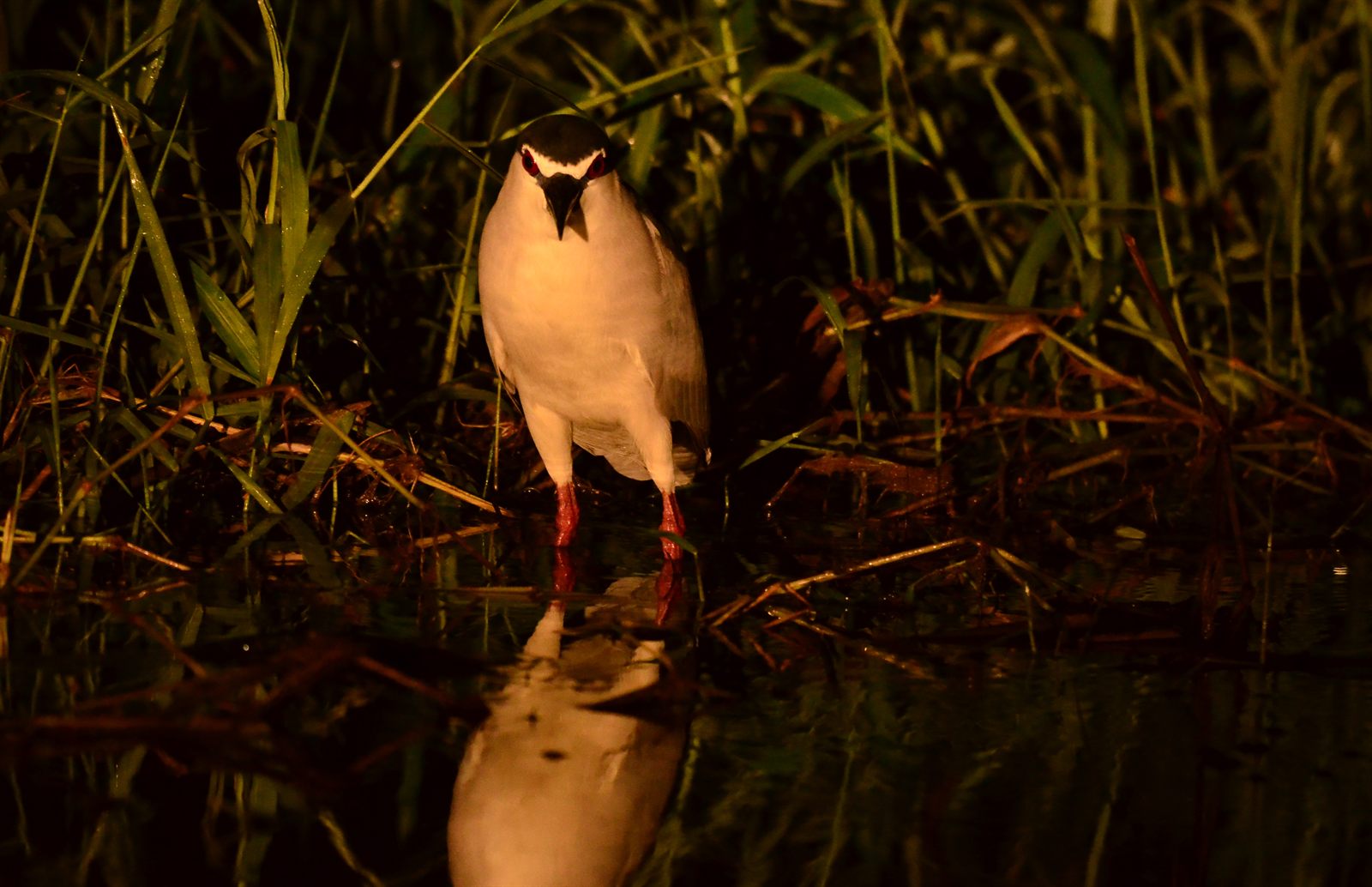 Black-crowned Night Heron — Borneo wildlife, book, free download, jungle tour, bird, bird tour