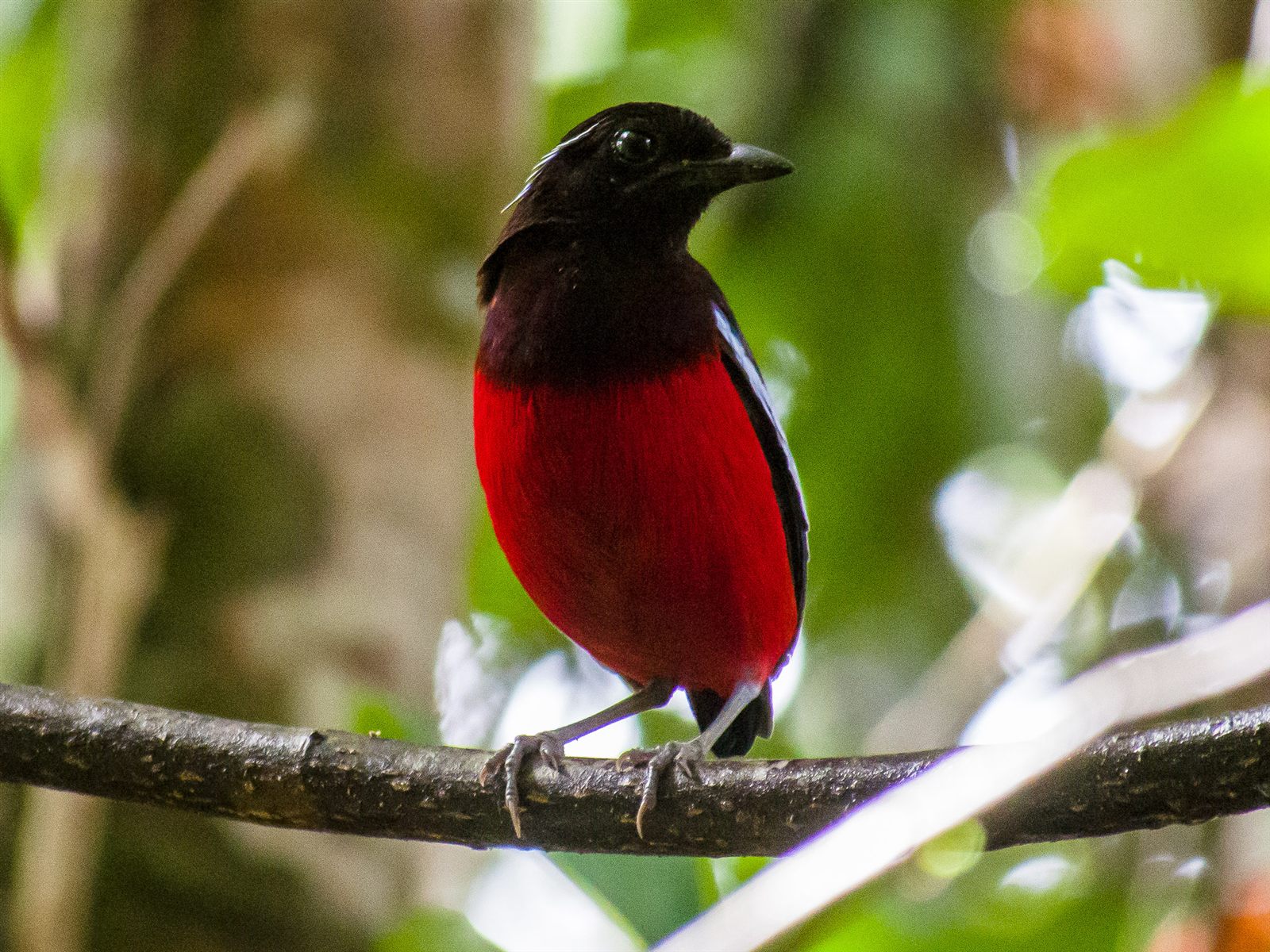 Black-crowned Pitta — Borneo wildlife, book, free download, jungle tour, bird, bird tour