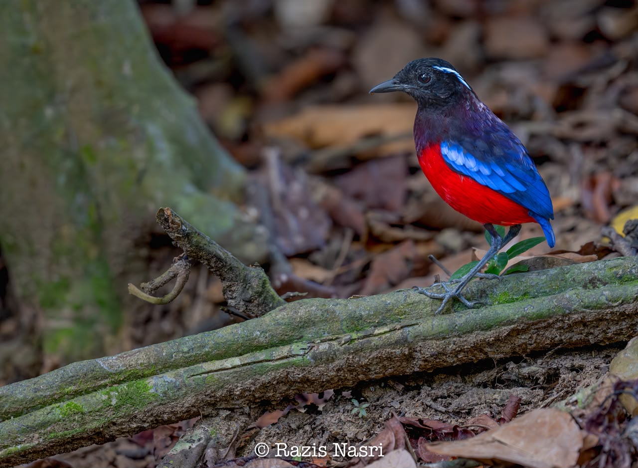 Black-crowned Pitta — Borneo wildlife, book, free download, jungle tour, bird, bird tour